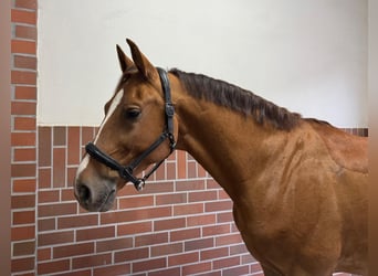 KWPN, Castrone, 7 Anni, 168 cm, Sauro