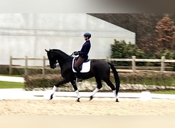 KWPN, Castrone, 7 Anni, 169 cm, Morello