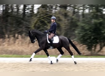 KWPN, Castrone, 7 Anni, 169 cm, Morello