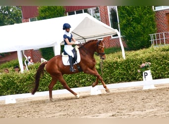 KWPN, Castrone, 7 Anni, 169 cm, Sauro