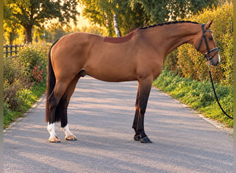 KWPN, Castrone, 7 Anni, 170 cm, Baio