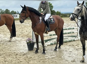 KWPN, Castrone, 7 Anni, 170 cm, Baio