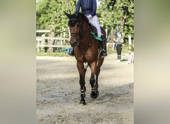 KWPN, Castrone, 7 Anni, 170 cm, Baio