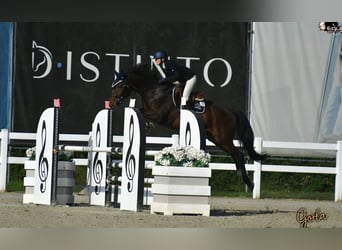 KWPN, Castrone, 7 Anni, 170 cm, Baio scuro