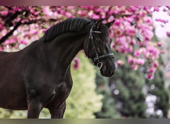 KWPN Mix, Castrone, 7 Anni, 170 cm, Morello