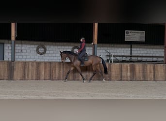 KWPN, Castrone, 7 Anni, 171 cm, Baio