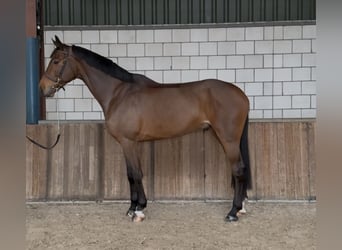 KWPN, Castrone, 7 Anni, 171 cm, Baio