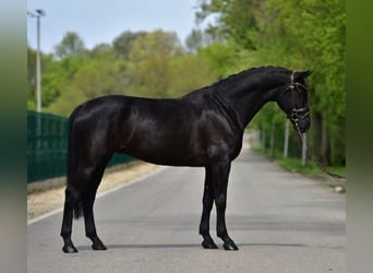 KWPN, Castrone, 7 Anni, 171 cm, Baio nero