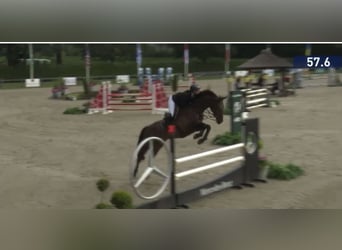 KWPN, Castrone, 7 Anni, 172 cm, Baio