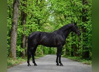 KWPN, Castrone, 7 Anni, 172 cm, Morello