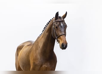 KWPN, Castrone, 7 Anni, 174 cm, Baio