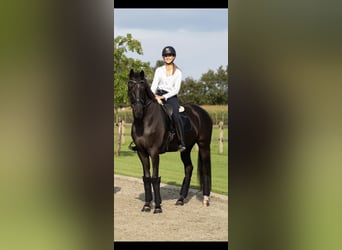 KWPN, Castrone, 7 Anni, 174 cm, Morello