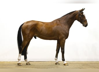 KWPN, Castrone, 7 Anni, 175 cm, Baio