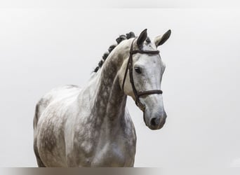 KWPN, Castrone, 7 Anni, 175 cm