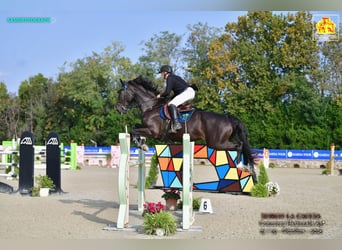 KWPN, Castrone, 7 Anni, 180 cm, Baio scuro