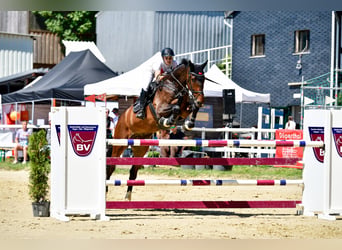 KWPN, Castrone, 7 Anni, 185 cm, Baio