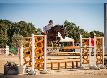 KWPN, Castrone, 7 Anni, 185 cm, Baio