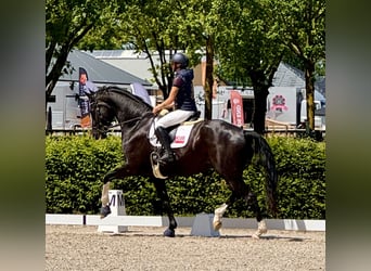 KWPN, Castrone, 7 Anni, 193 cm, Morello