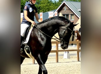 KWPN, Castrone, 7 Anni, 193 cm, Morello