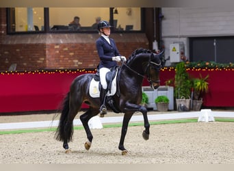 KWPN, Castrone, 7 Anni