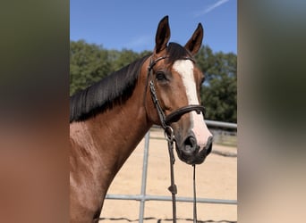 KWPN, Castrone, 8 Anni, 165 cm, Baio