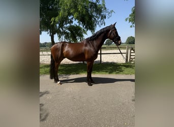 KWPN, Castrone, 8 Anni, 166 cm, Baio
