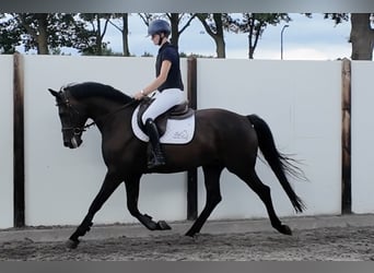 KWPN, Castrone, 8 Anni, 166 cm, Baio nero