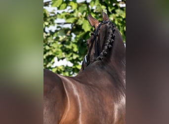 KWPN, Castrone, 8 Anni, 167 cm, Baio scuro
