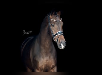 KWPN, Castrone, 8 Anni, 167 cm, Baio scuro