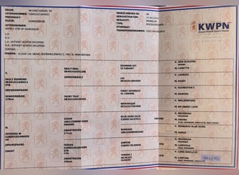 KWPN, Castrone, 8 Anni, 167 cm, Baio scuro