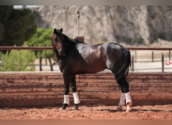 KWPN, Castrone, 8 Anni, 167 cm, Baio scuro