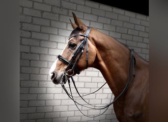 KWPN, Castrone, 8 Anni, 167 cm, Sauro scuro