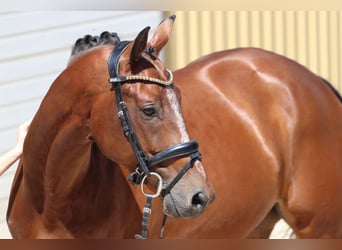 KWPN, Castrone, 8 Anni, 168 cm, Baio