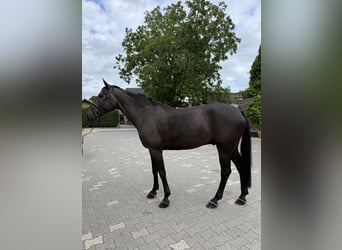 KWPN, Castrone, 8 Anni, 168 cm, Baio nero