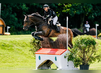 KWPN, Castrone, 8 Anni, 168 cm, Baio scuro