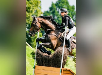 KWPN, Castrone, 8 Anni, 168 cm, Baio scuro