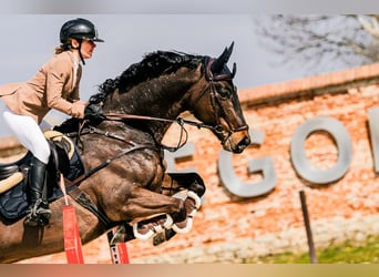 KWPN, Castrone, 8 Anni, 168 cm, Baio scuro