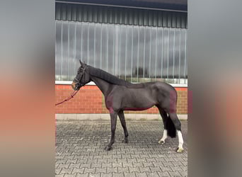 KWPN, Castrone, 8 Anni, 168 cm, Baio scuro