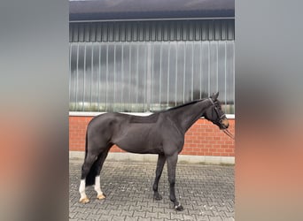 KWPN, Castrone, 8 Anni, 168 cm, Baio scuro