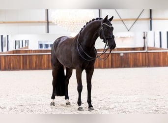 KWPN, Castrone, 8 Anni, 168 cm, Morello