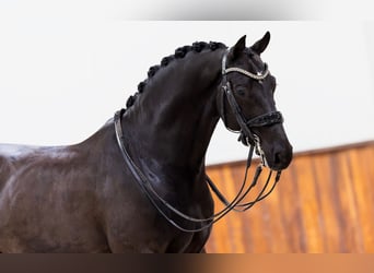 KWPN, Castrone, 8 Anni, 168 cm, Morello