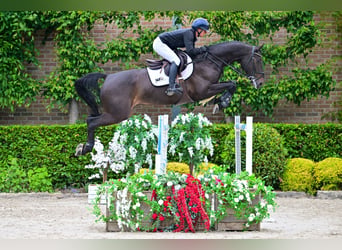 KWPN, Castrone, 8 Anni, 169 cm, Baio nero