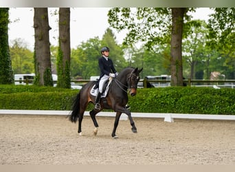 KWPN, Castrone, 8 Anni, 170 cm, Baio