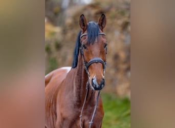 KWPN, Castrone, 8 Anni, 170 cm, Baio
