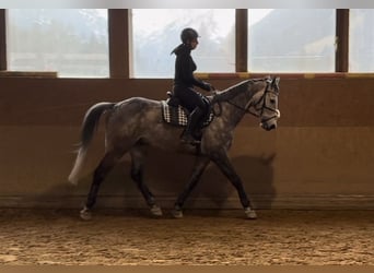 KWPN, Castrone, 8 Anni, 170 cm, Grigio