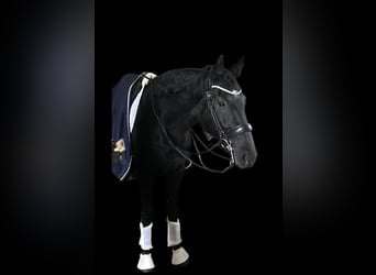 KWPN, Castrone, 8 Anni, 170 cm, Morello