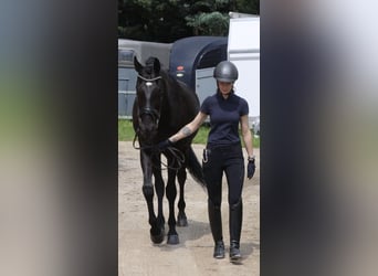 KWPN, Castrone, 8 Anni, 170 cm, Morello