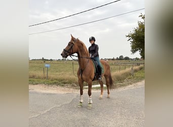 KWPN, Castrone, 8 Anni, 170 cm, Sauro