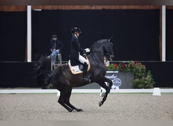 KWPN, Castrone, 8 Anni, 171 cm, Baio scuro