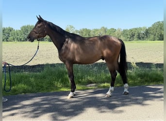 KWPN, Castrone, 8 Anni, 172 cm, Baio